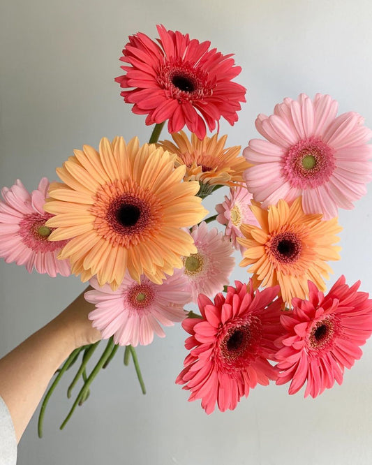 Gerbera Party Dozen Bouquet